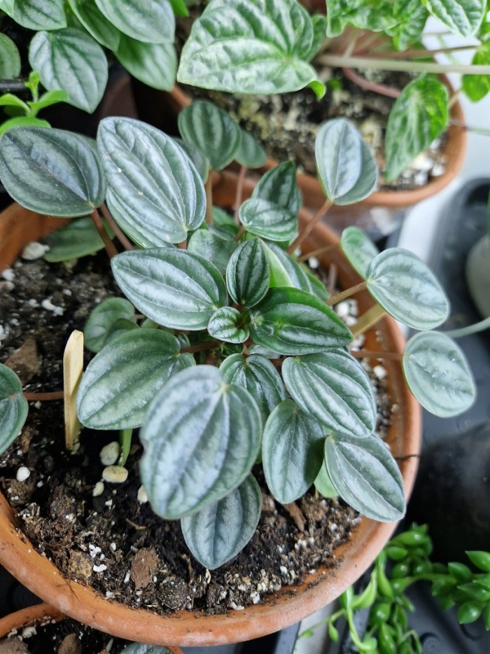 Пеперомия милано