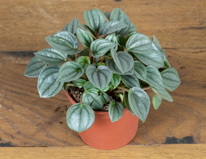 Пеперомия каперата лилиан