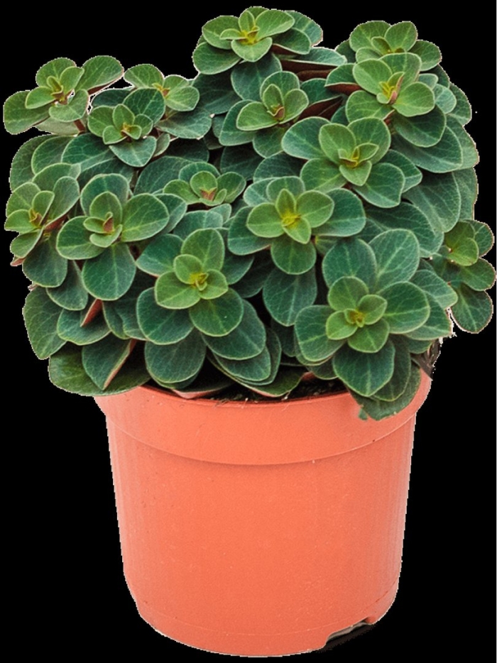 Peperomia verticillata