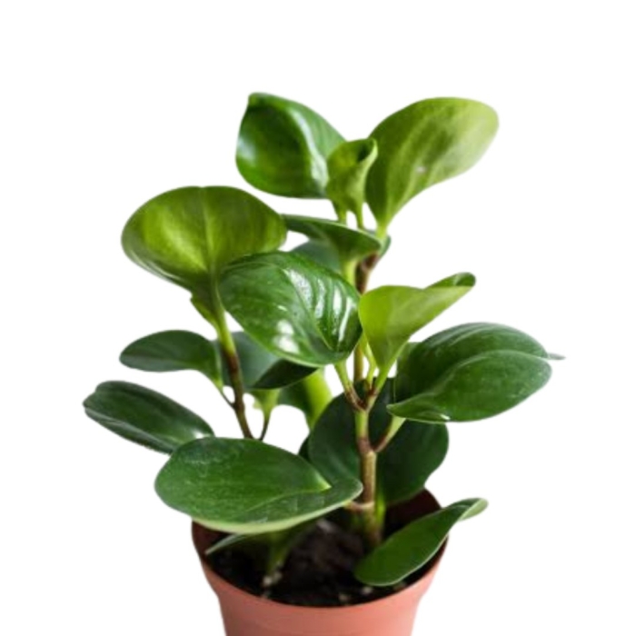 Пеперомия clusiifolia