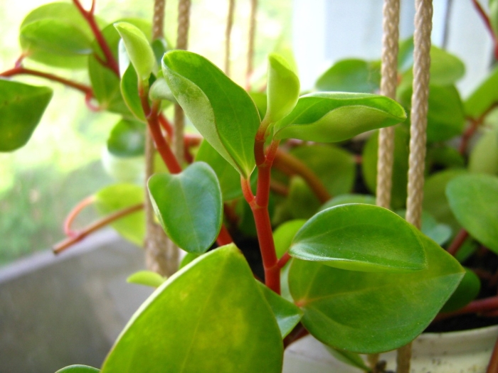 Пеперомия туполистная лиана