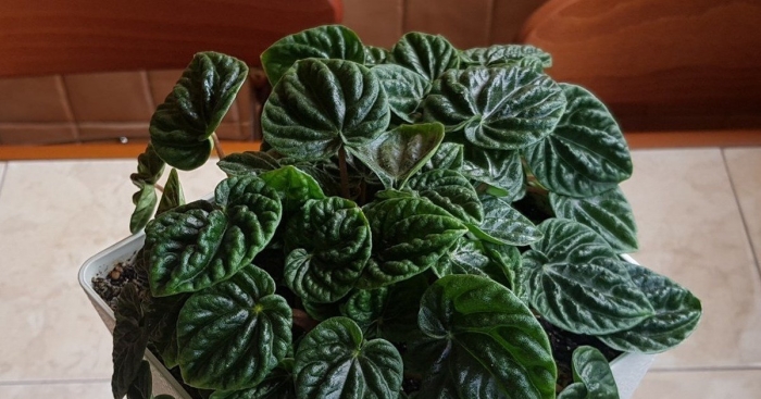 Пеперомия сморщенная лилиан