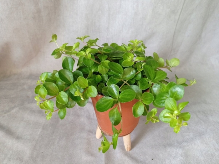 Пеперомия круглолистная
