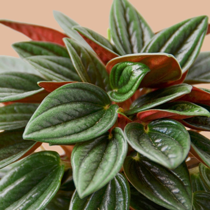 Пеперомия альбовитата