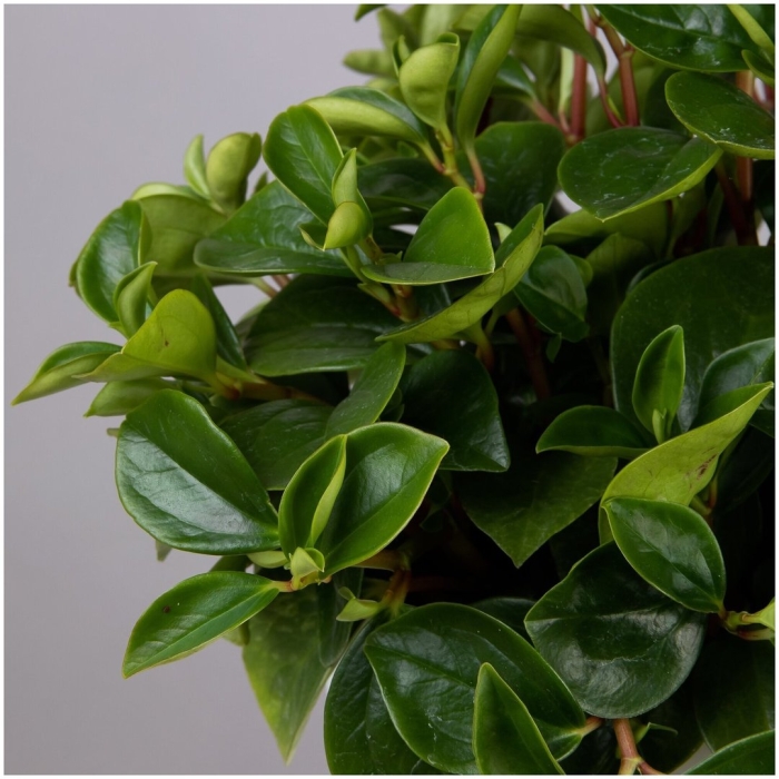 Пеперомия glabella