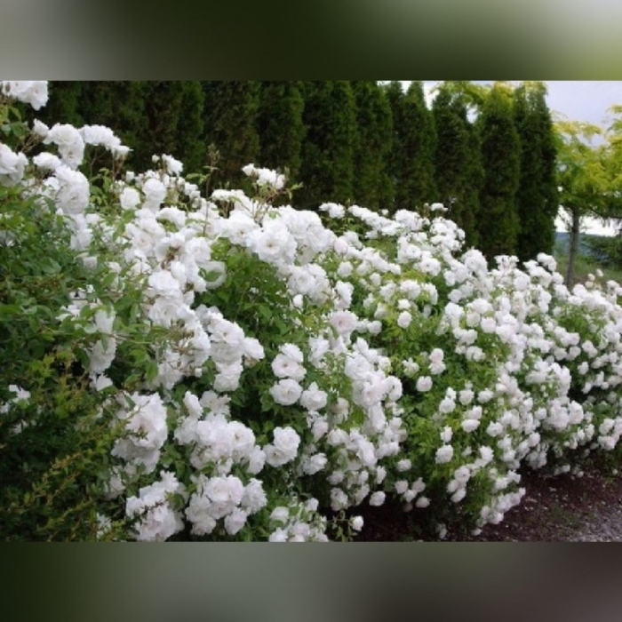 Плетистая роза айсберг