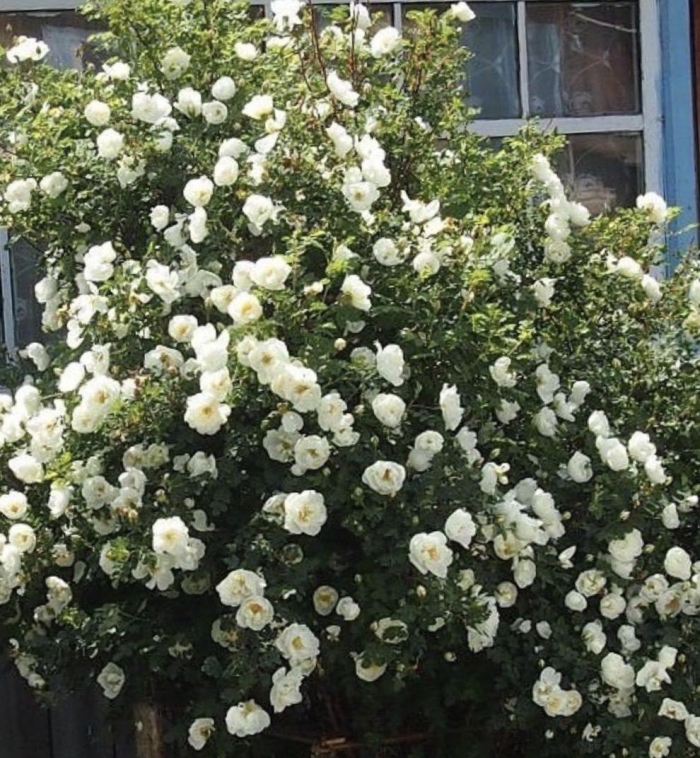 Бедренцеволистная (колючейшая) роза