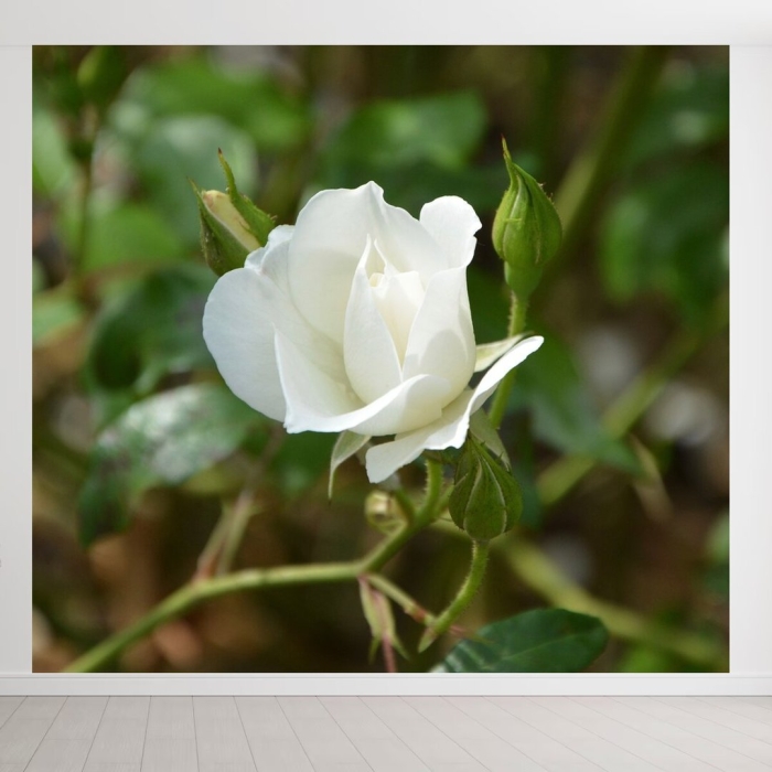 Роза уайт симфони