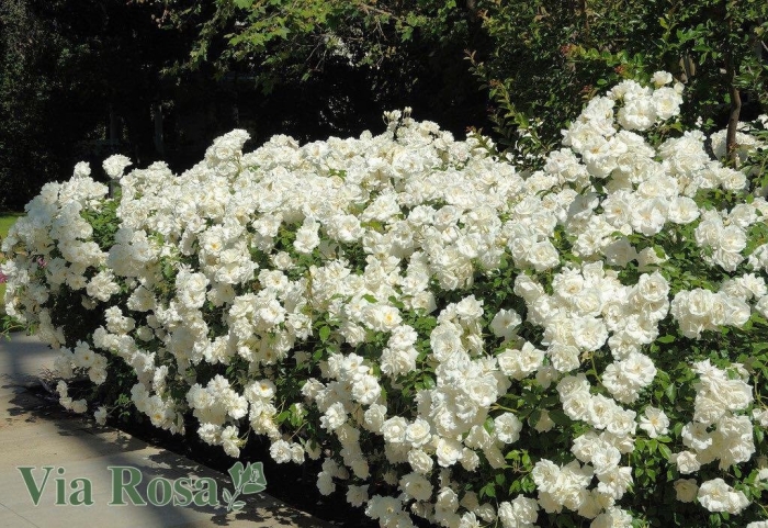 Роза айсберг флорибунда