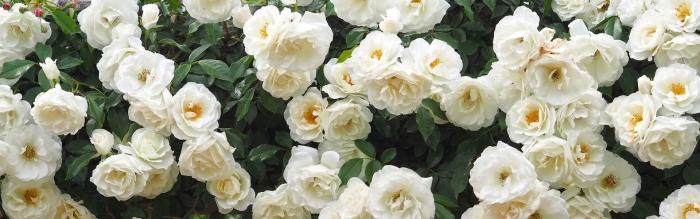 Белая плетистая роза