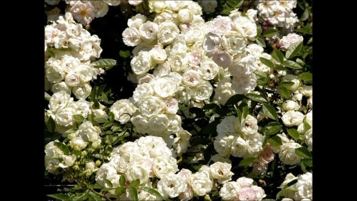 Роза мускусная фелиция