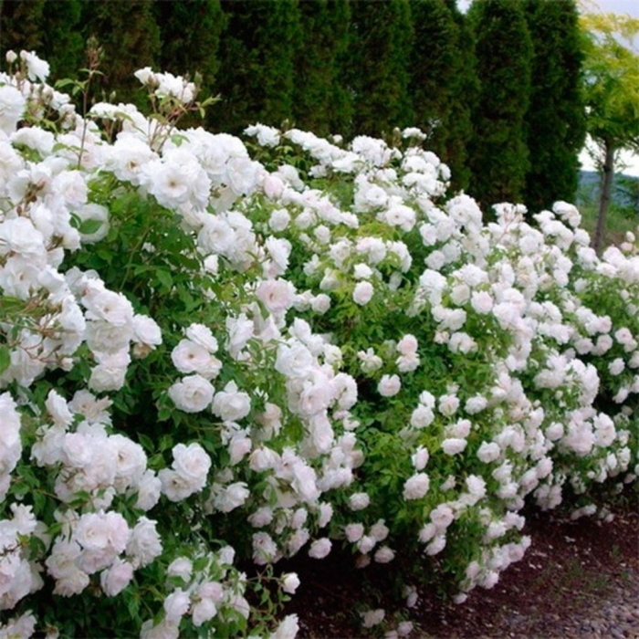 Роза почвопокровная вайт фейри