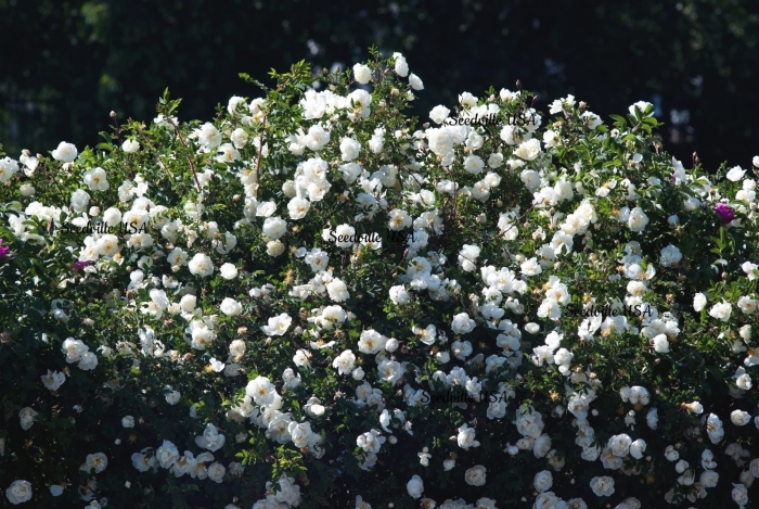 Роза плетистая шнеевитхен