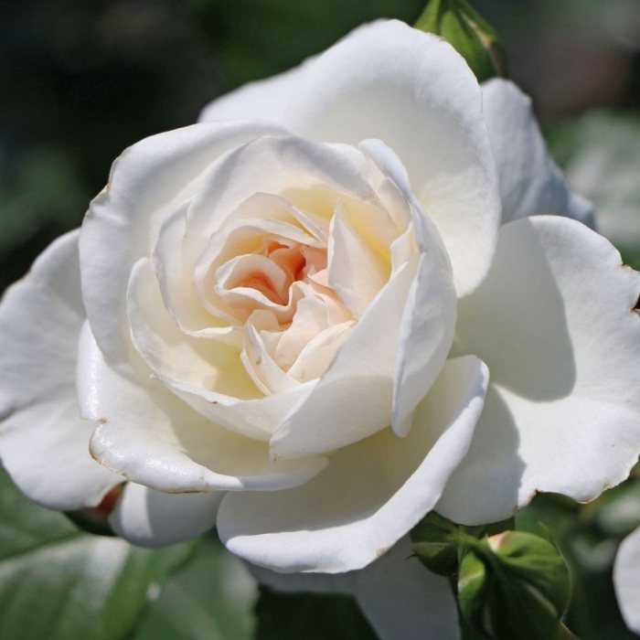 Саженцы роз флорибунда