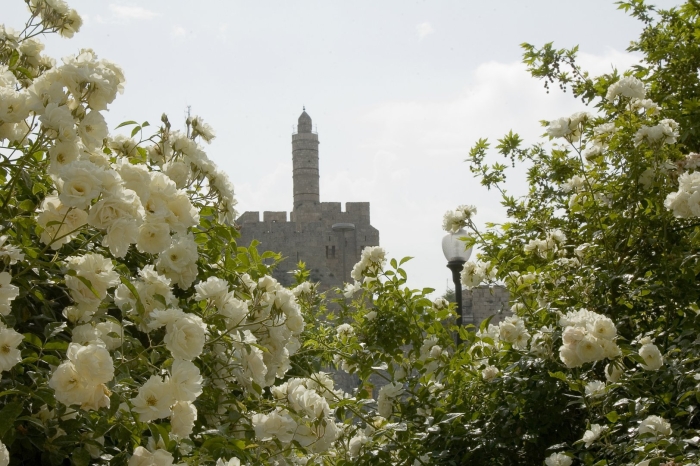 Роза уайт гарден