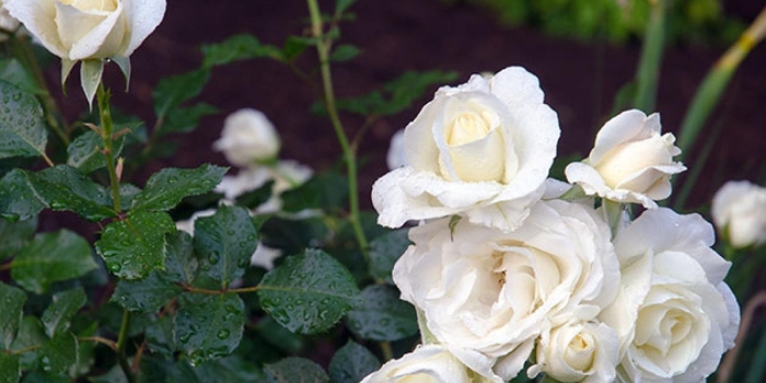 Роза кустовая тринити