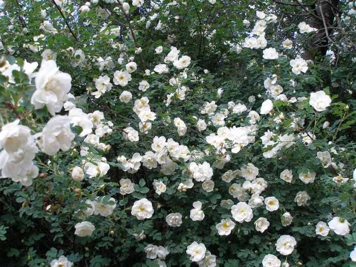 Белый шиповник