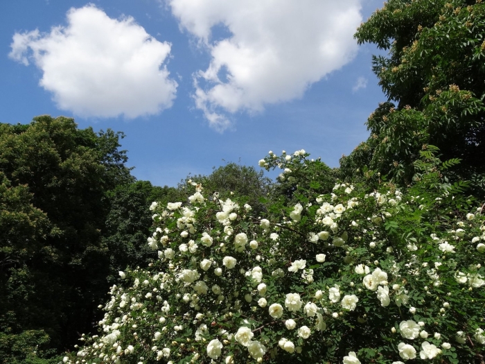 Дикая роза шиповник куст белый