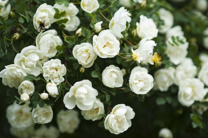 Куст белых роз