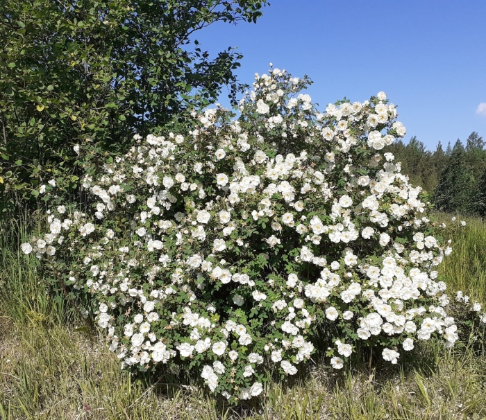 Роза колючейшая “rosa pimpinellifolia”