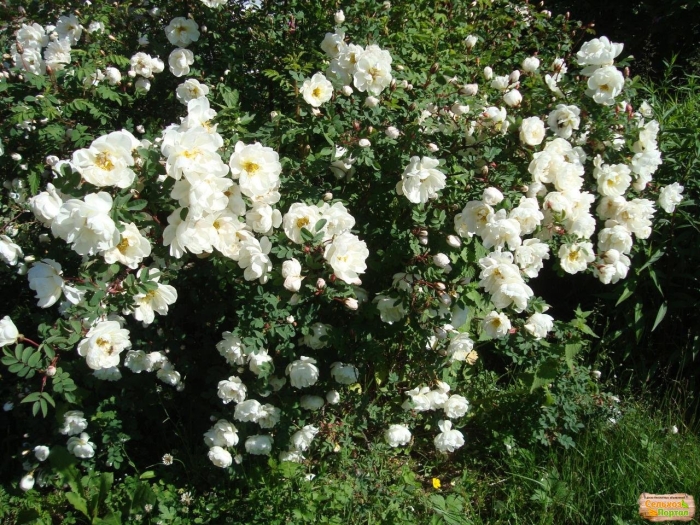 Шиповник белый махровый