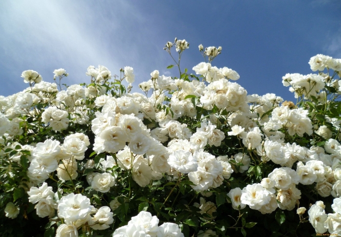 Шнеевальцер роза плетистая