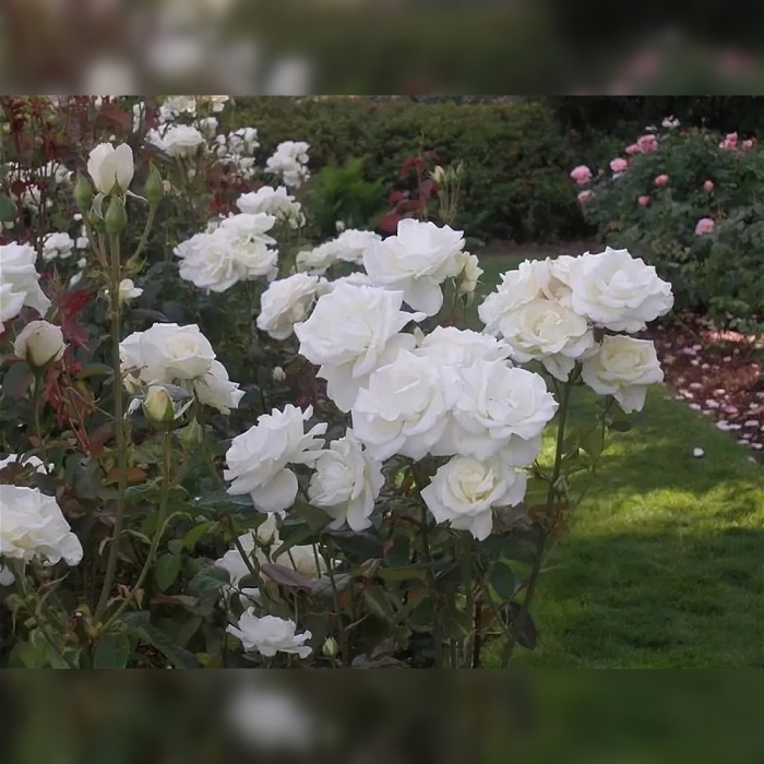 Роза пьер ардити ломоносов