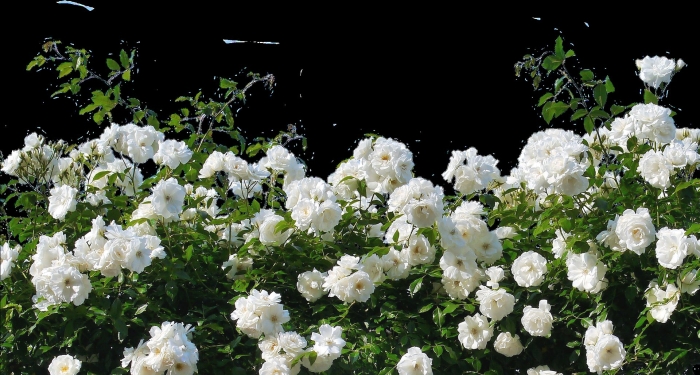 Роза айсберг (schneewittchen)