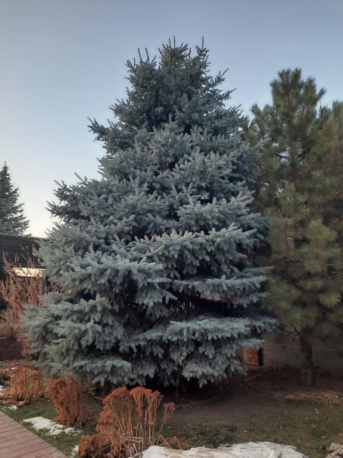 Ель колючая blue diamond