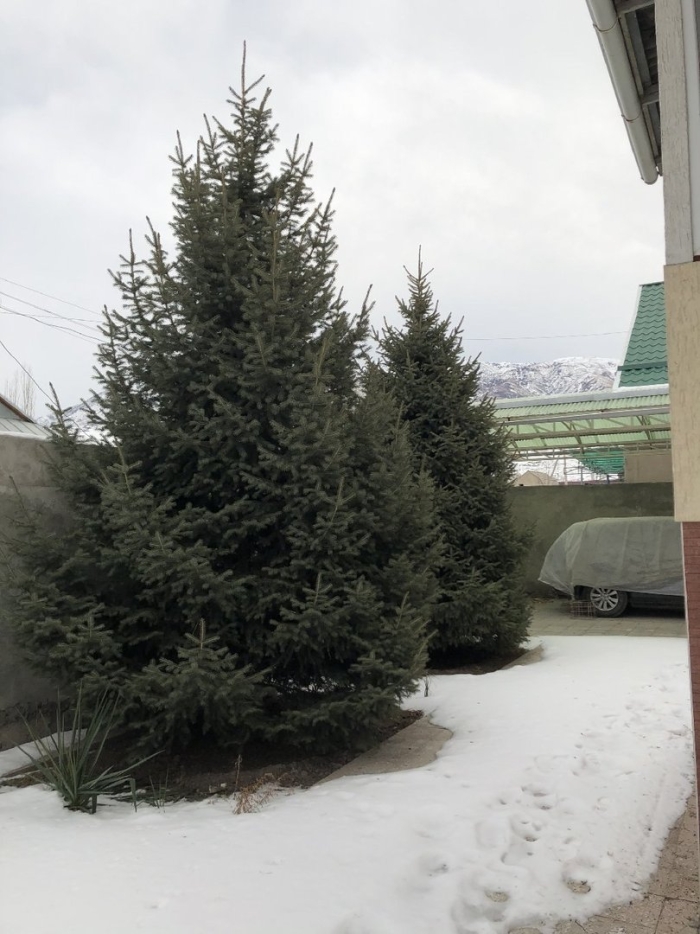 Ель тянь шаньская