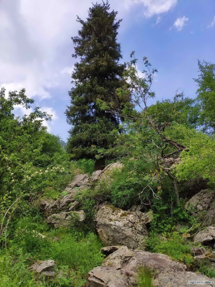 Тяньшанская ель голубая