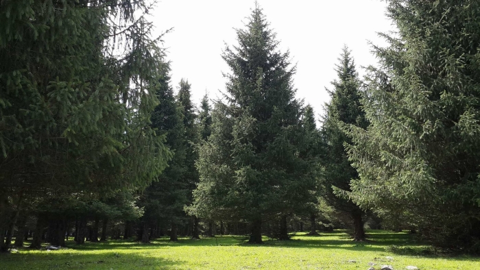 Ель сибирская picea obovata