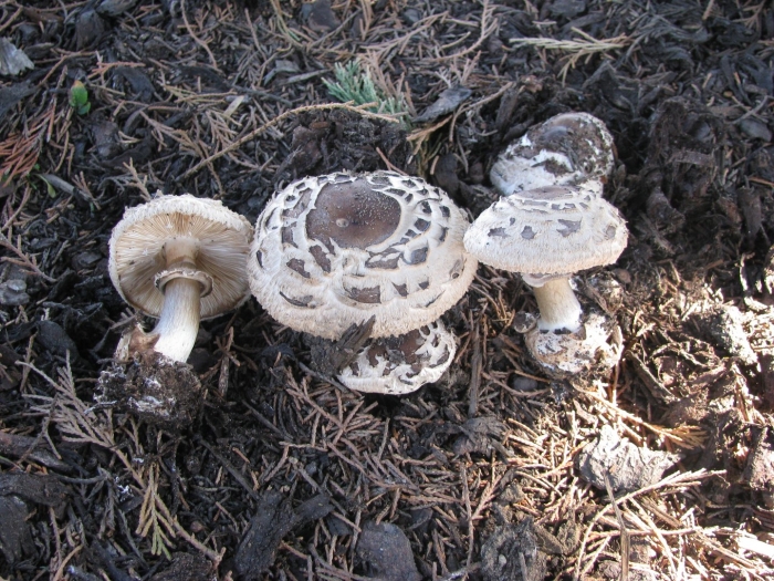 Chlorophyllum brunneum