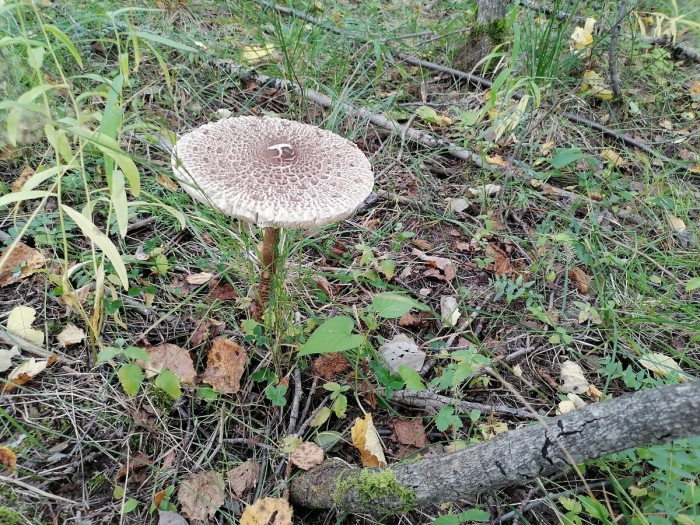 Гриб зонтик пестрый