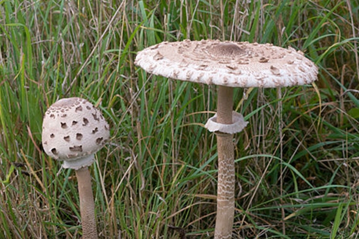 Macrolepiota procera