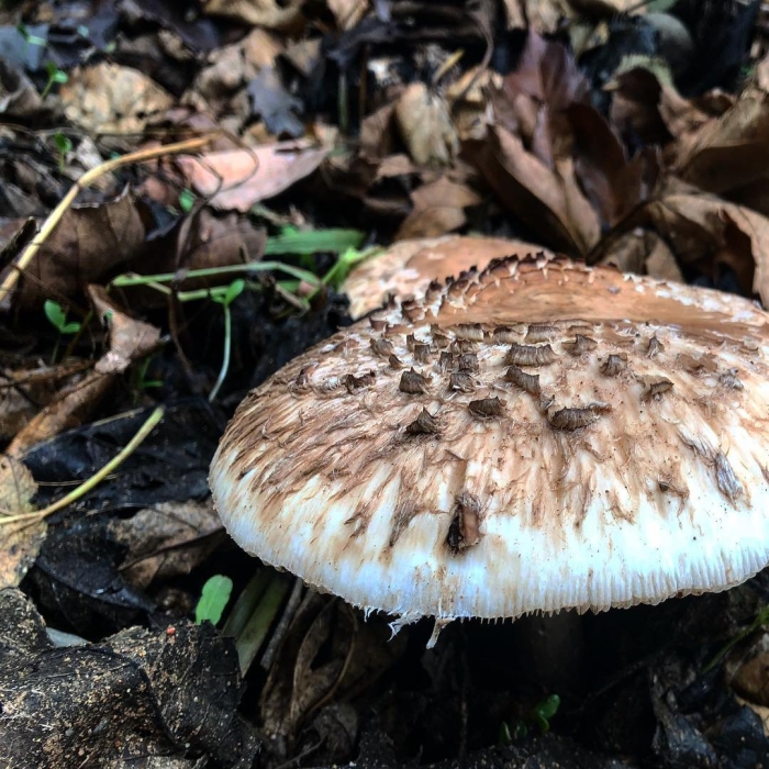 Зонтик пёстрый macrolepiota procera