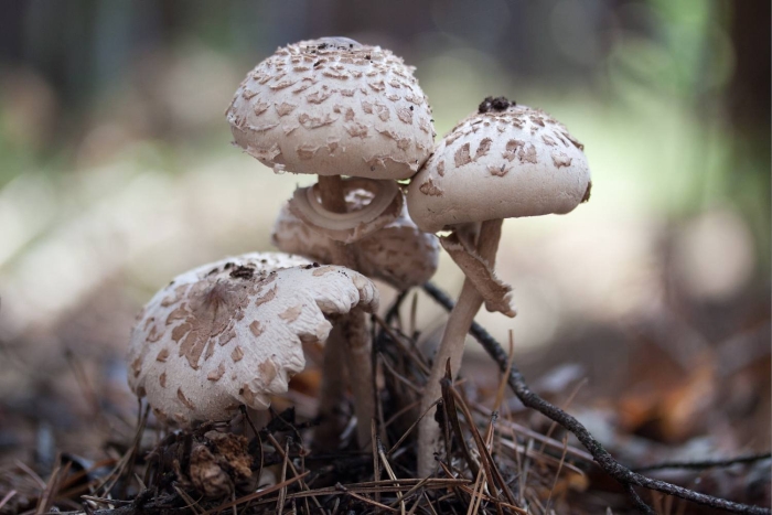 Гриб зонтик пёстрый macrolepiota procera