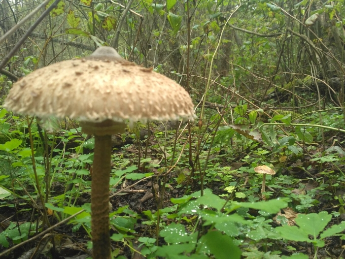 Гриб зонтик пёстрый съедобные