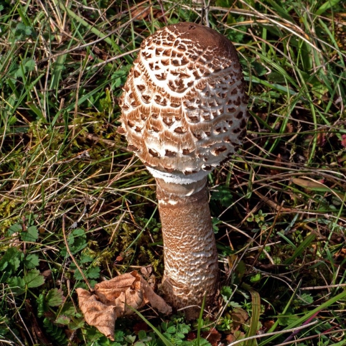 Зонтик пёстрый macrolepiota procera