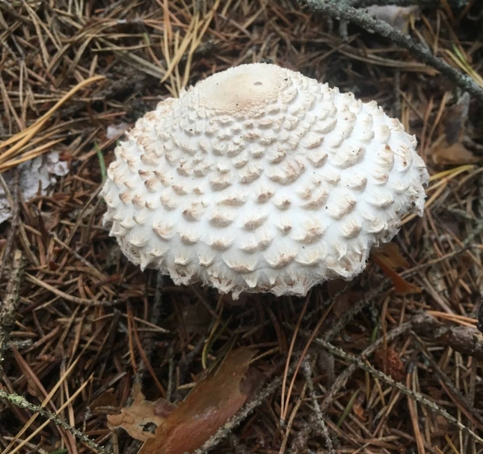 Гриб зонтик девичий macrolepiota puellaris