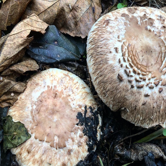 Гриб зонтик пёстрый macrolepiota procera