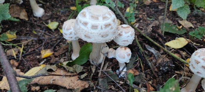Гриб зонтик краснеющий chlorophyllum rhacodes