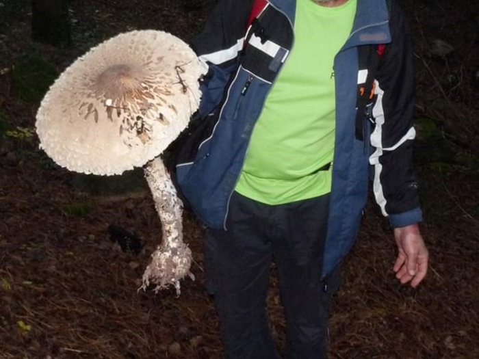 Гриб зонтик пёстрый macrolepiota procera