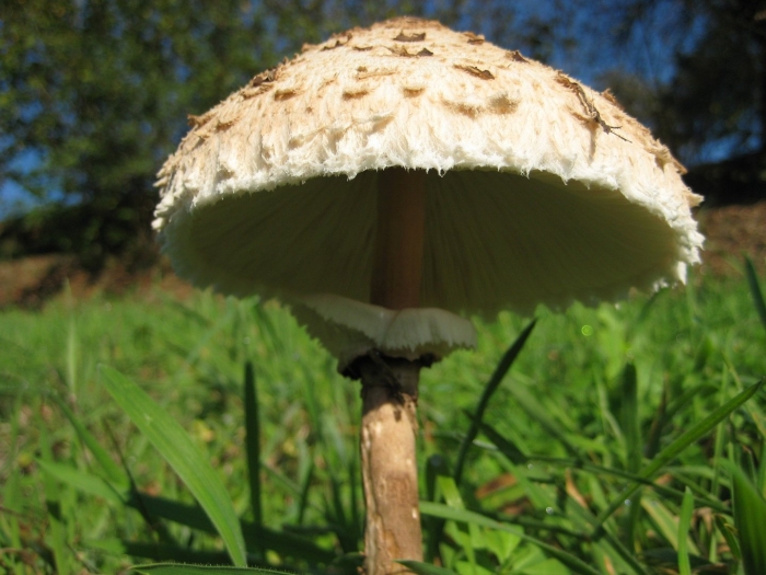 Лепиота коричнево-красная