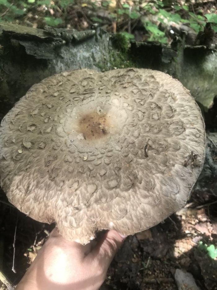 Гриб-зонтик оливье chlorophyllum olivieri