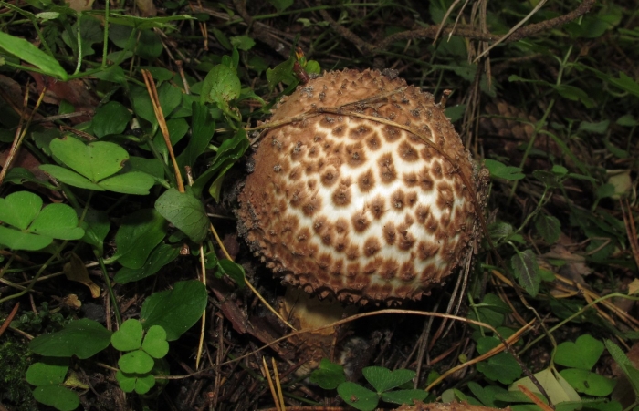 Чешуйчатка обыкновенная pholiota squarrosa