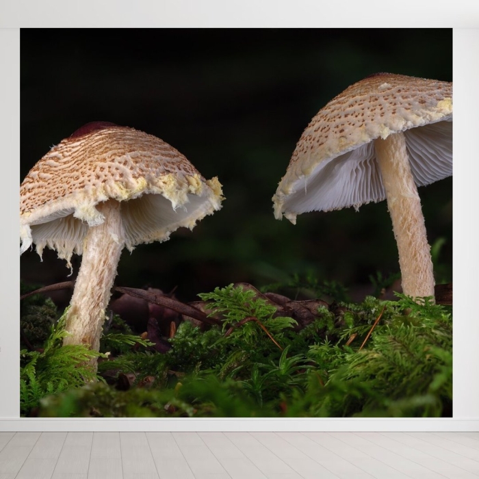 Лепиота каштановая