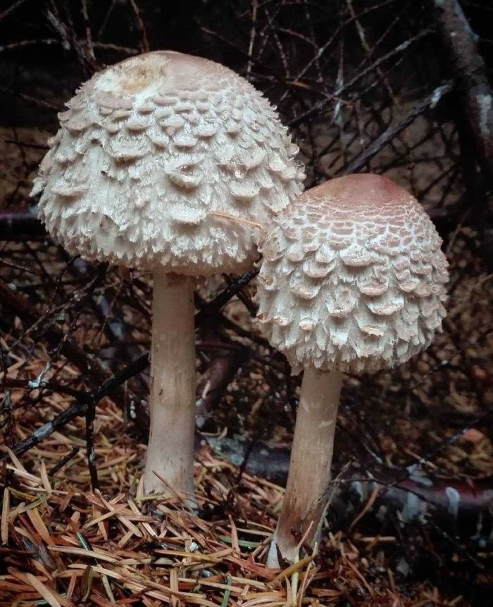 Гриб-зонтик краснеющий macrolepiota rhacodes