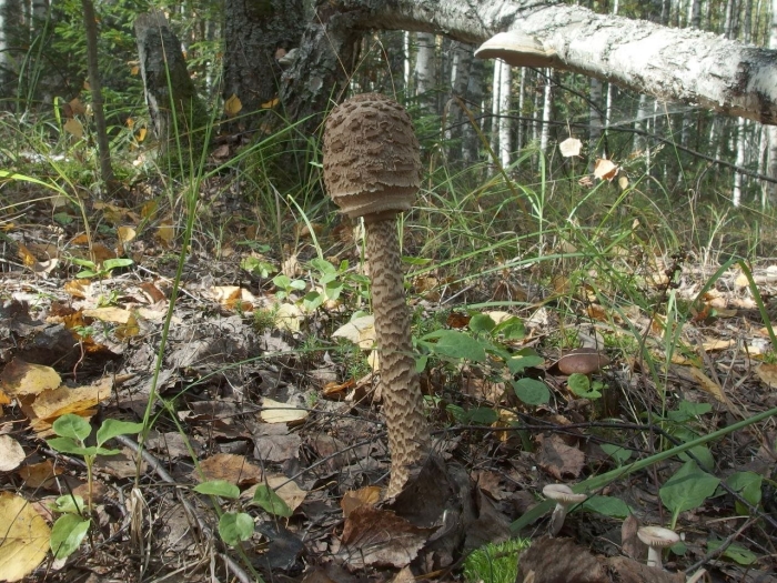 Гриб зонтик пёстрый macrolepiota procera