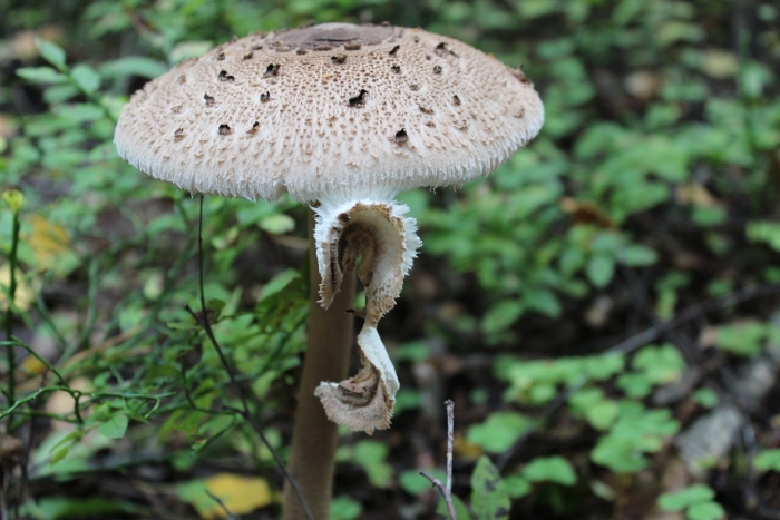 Пестрый зонтик гриб